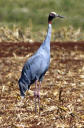 Sarus Crane