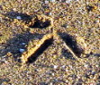 Brolga footprint