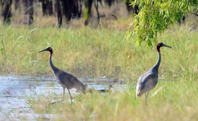 Sarus nest wetland