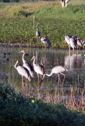 Immatures in Sarus flock