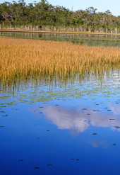 Mareeba Wetlands