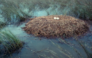 Brolga nest