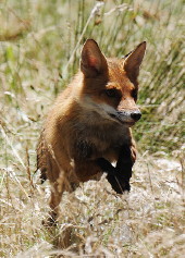 Fox in wetland