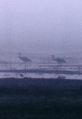Cranes in dawn mist