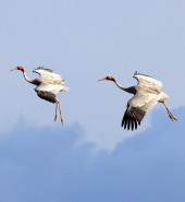 Sarus Cranes in flight