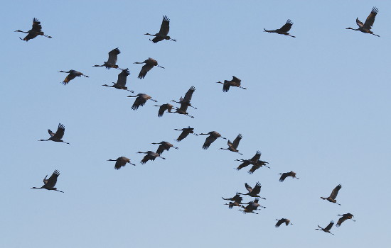 Sarus Cranes, Atherton Tableland: Sandy Carroll