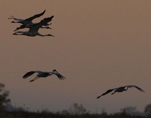 Brolga pair and Sarus pair