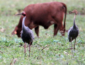 Sarus Cranes with cattle