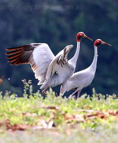 Sarus Cranes