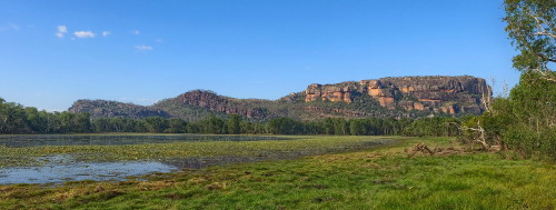 Brolga wetland Alligator Rivers