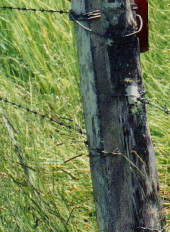 barbed wire