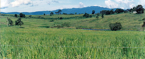 fence with long grass