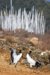 Black-necked Cranes