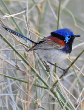 Variegatecd Fairy-wren