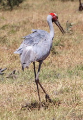 Brolga near Barcaldine, Qld