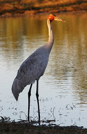 Brolga in W Qld