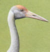 Young Brolga