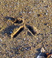 Brolga footprint
