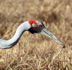 Brolga eating crab