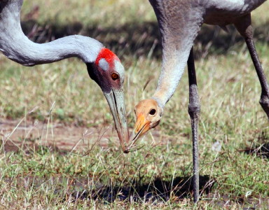Brolga feeding crab to juvenile
