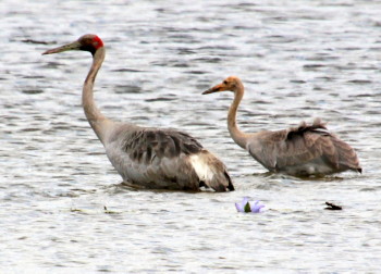 Brolga wading