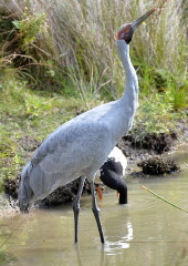 Brolga swallowing water