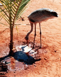 Brolga drinking puddle