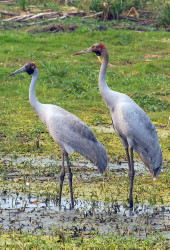 Brolga pair