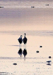 Brolgas at Lake Burrumbeet