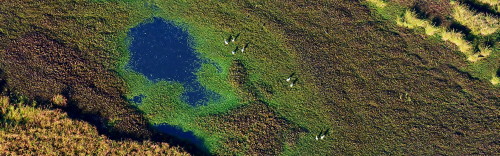 Bromfield Swamp aerial view