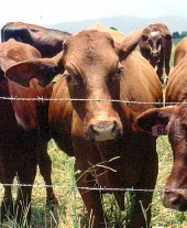 cattle and fence