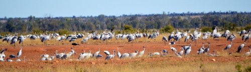 Brolga flocks