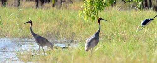 Sarus in Gulf of Carpentaria swamp Gulf swamp