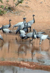 Demoiselle Cranes