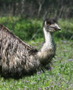 emu