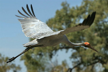 Brolga takes off
