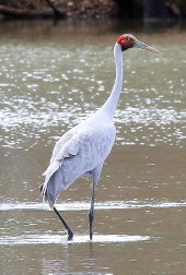 Brolga, Gilbert River