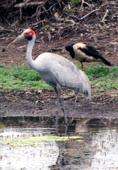 Brolga in Kakadu