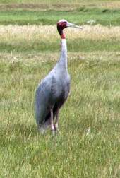 Indian Sarus