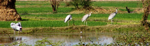 Sarus 3 young in India