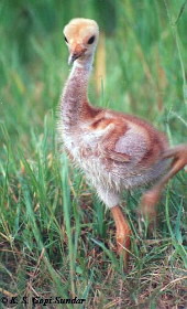Sarus Chick
