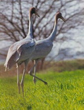 Sarus two juveniles