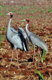 Sarus pair