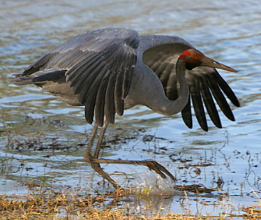 Brolga starts takeoff