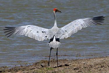 Brolga spreads wings