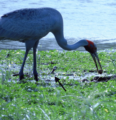 Brolga feeding on grebe eggs
