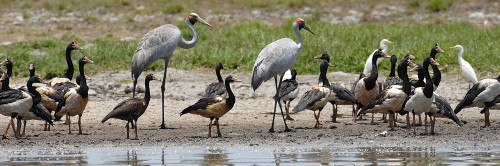 Brolgas at Lake Gregory