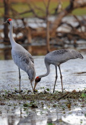 Gulf wetland Brolgas