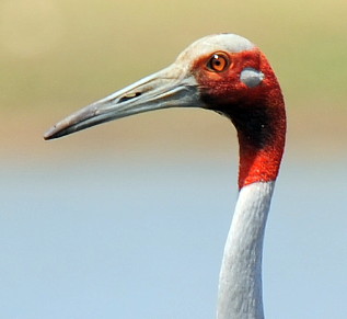 Sarus Crane