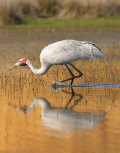Brolga